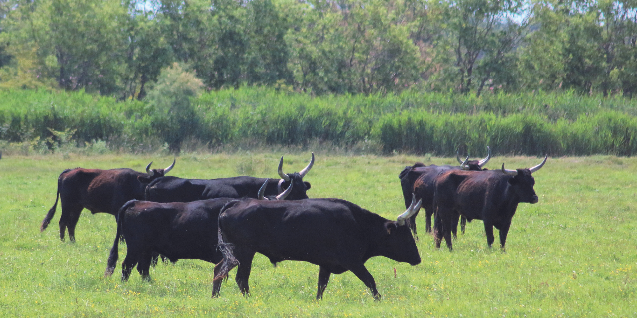 Découverte du taureau de Camargue