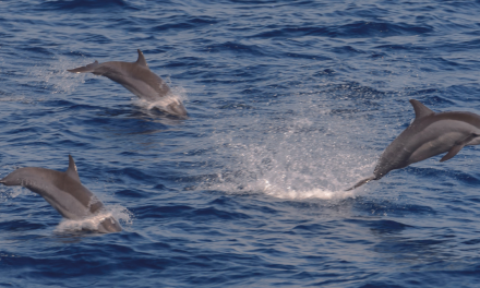 Rencontre avec les dauphins à Hendaye
