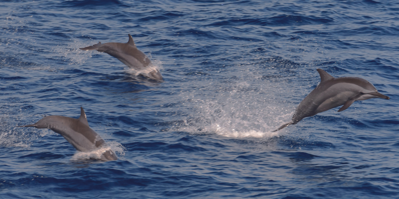 Rencontre avec les dauphins à Hendaye