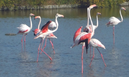 Parc ornithologique de Pont de Gau