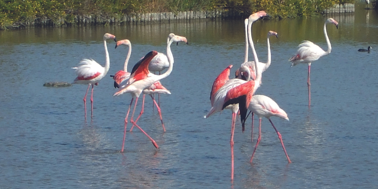 Parc ornithologique de Pont de Gau