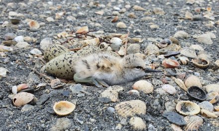 La météo des oiseaux