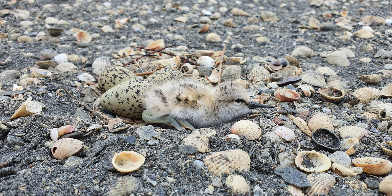 La météo des oiseaux