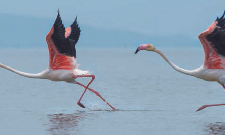 Birdwatching : les flamants roses