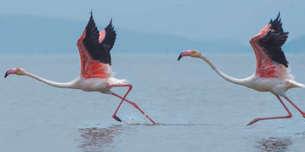 Birdwatching : les flamants roses