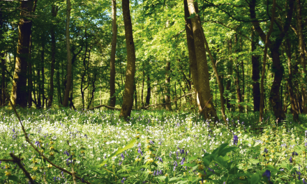 Promenade dans la forêt domaniale d’Hardelot