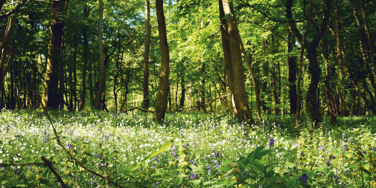 Promenade dans la forêt domaniale d’Hardelot