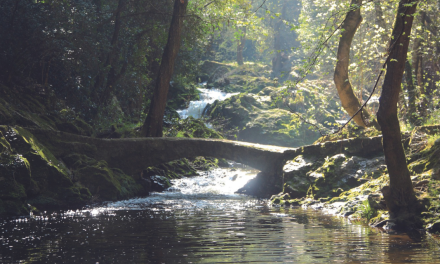 Parc de la Brague : la forêt enchantée