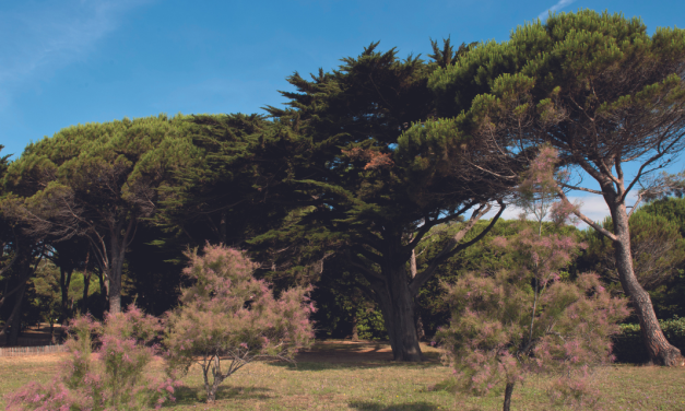 Le jardin des Myrtes