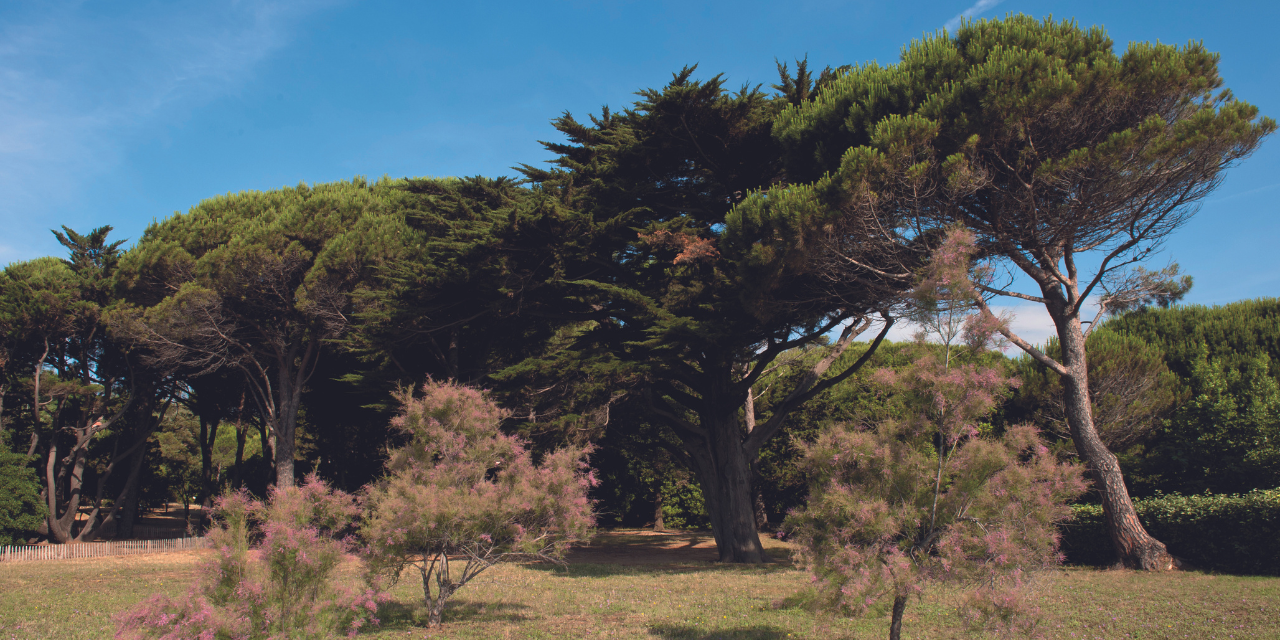 Le jardin des Myrtes