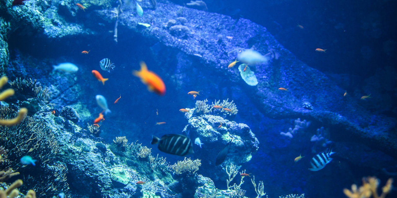 Visitez l’Aquarium de Biarritz