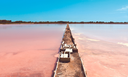 Le salin de La Palme, site exceptionnel