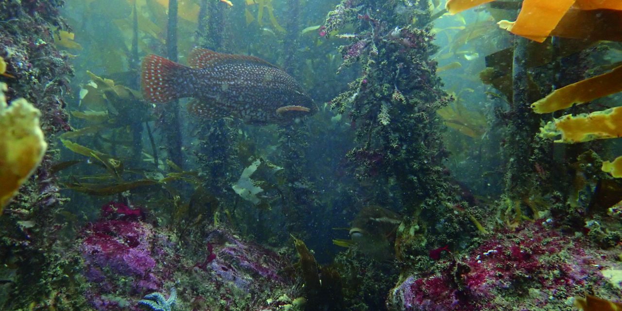 Le Parc Naturel Marin d’Iroise, une faune et une flore exceptionnelles en Bretagne