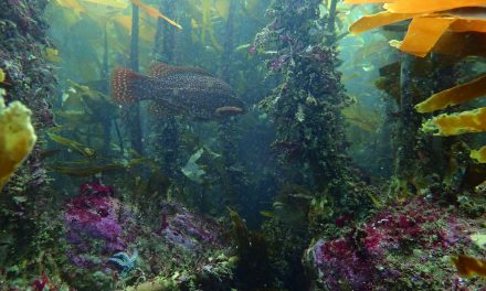 Le Parc Naturel Marin d’Iroise, une faune et une flore exceptionnelles en Bretagne