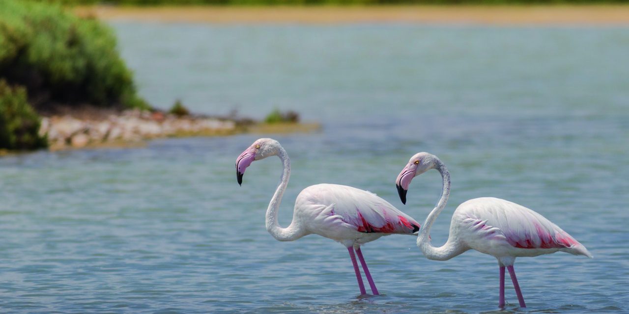 Saintes-Maries-De-La-Mer : Le Parc Ornithologique de Pont de Gau