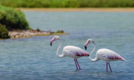 Saintes-Maries-De-La-Mer : Le Parc Ornithologique de Pont de Gau