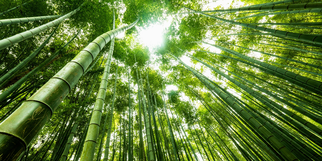Un Patrimoine remarquable : la Bambouseraie des Cévennes