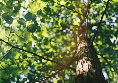 ATELIER BIODIVERSITÉ : LES ARBRES DE NOS VILLES