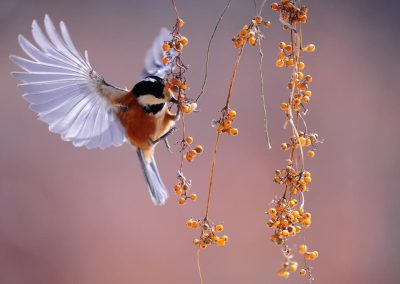 Sortie nature – Chants d’oiseaux au bois