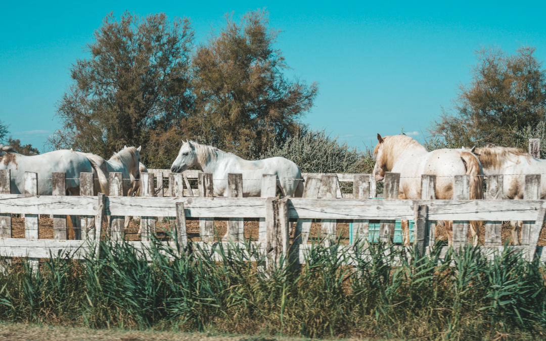 Au cœur des manades : Plongez dans l’âme de la Camargue