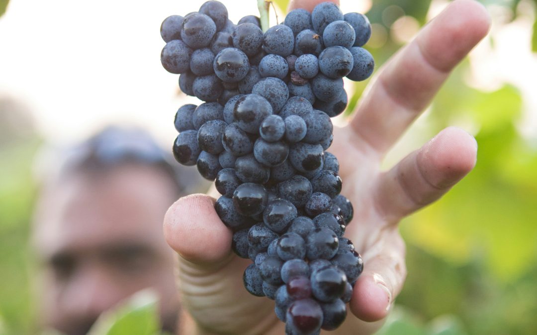 À la découverte des vins d’exception de l’appellation « Costières de Nîmes »