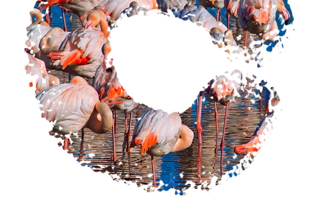 CINÉMA/CONFÉRENCE « CAMARGUE, SOUS LES SABOTS »