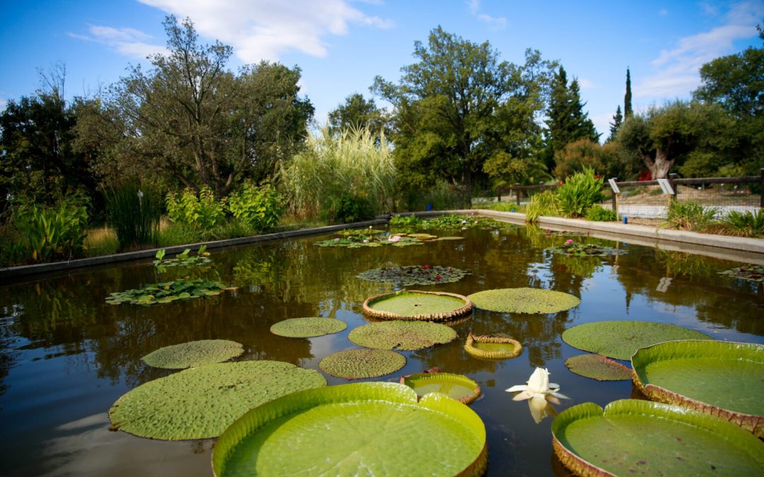 VISITE ARBORETUM ET SES SECRETS