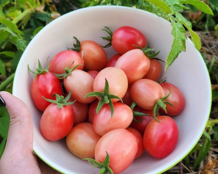 ANIMATIONS DE L’ÉTÉ AU POTAGER DES Z’ANIMAUX