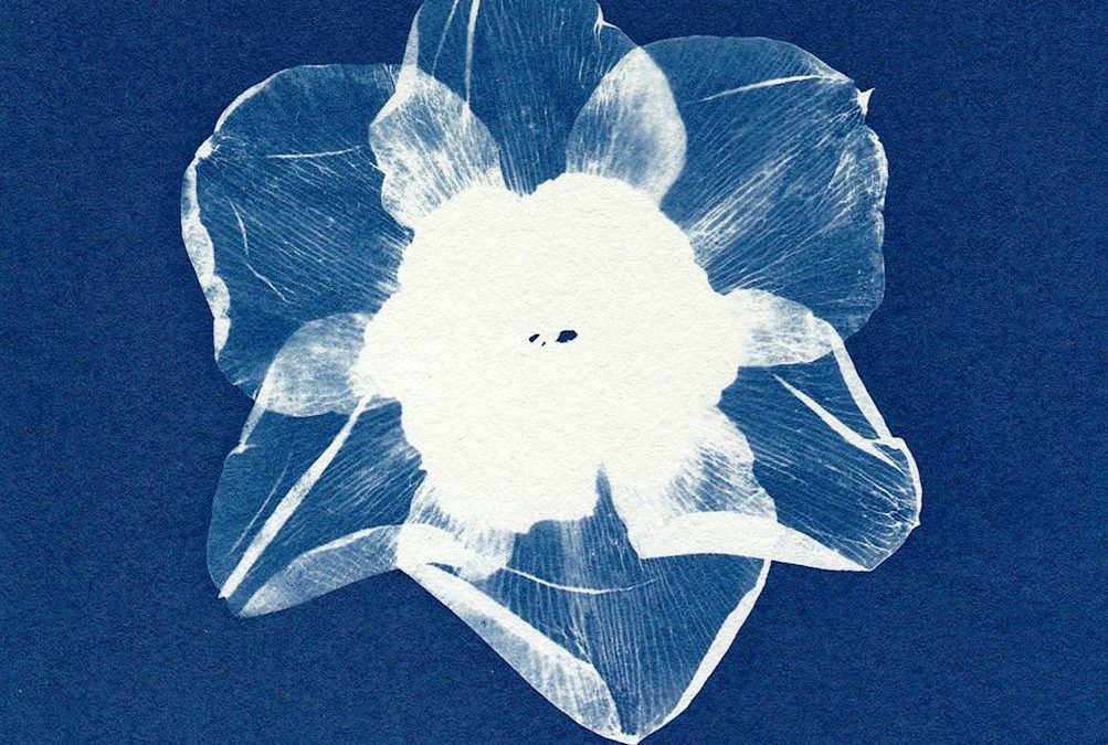 ANIMATION CYANOTYPE