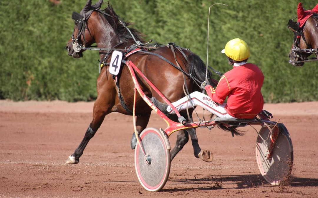 Course hippique : Trot premium