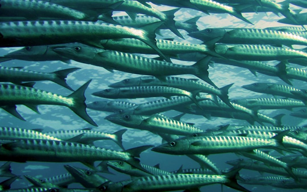 Je pêche mon 1er poisson à Poulloguer