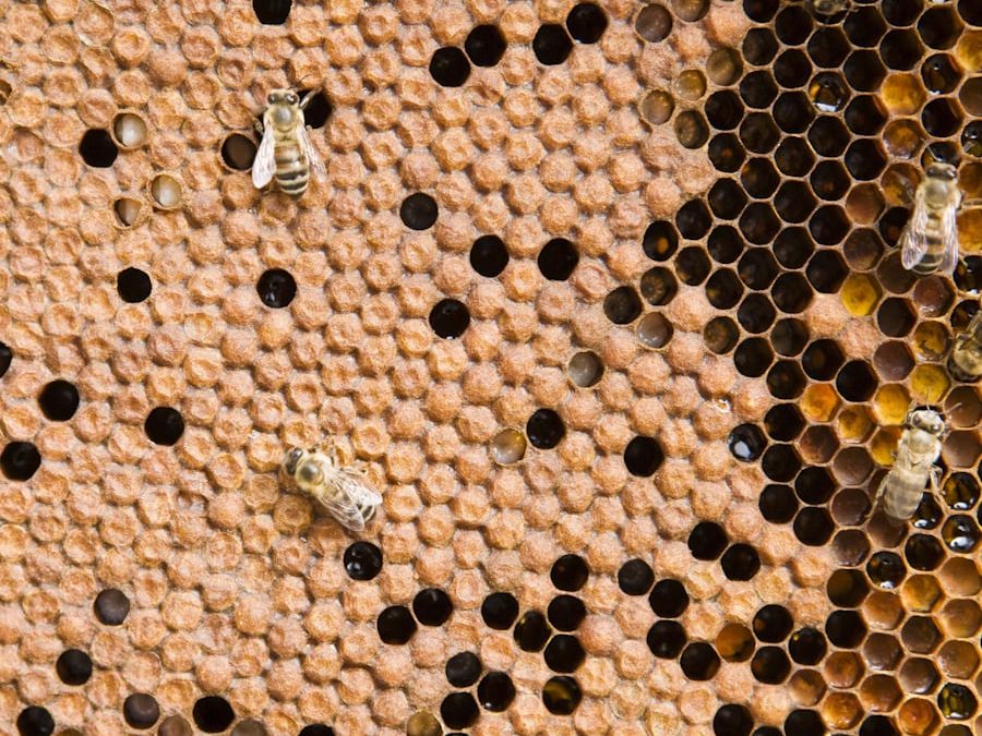 « Morbihan Grandeur Nature » – A l’intérieur de la ruche, la vie secrète des abeilles