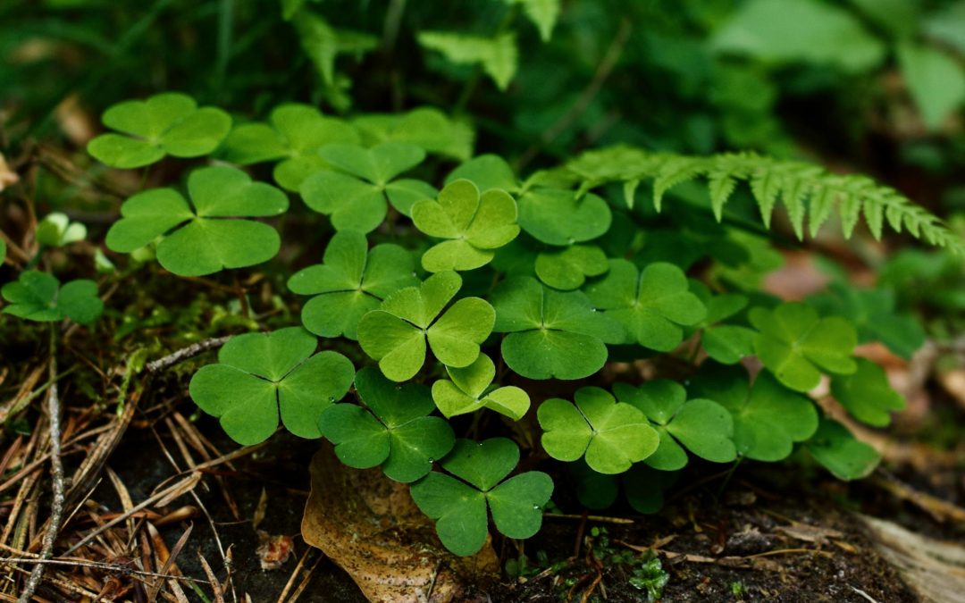 Les Nuits Celtiques de Peniti : Cercle Celtique « Ar Vro Melenig »