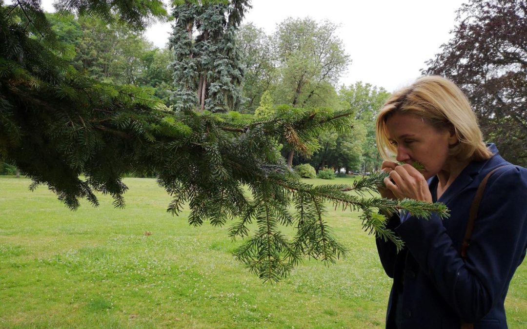 Sophr&rsquo;arbre au parc Fenain
