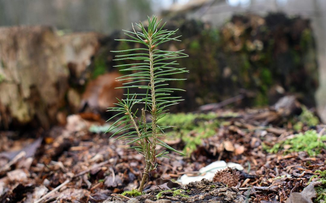 Sorties en forêt semi-nocturnes