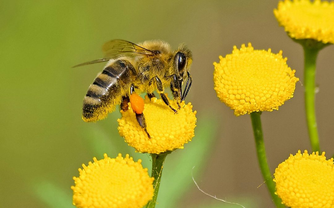 Sortie nature : Faune et flore d’été