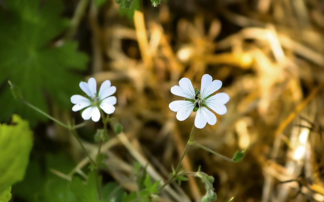 Pour les 0-3 ans : Atelier nature : Petites fleurs du jardin