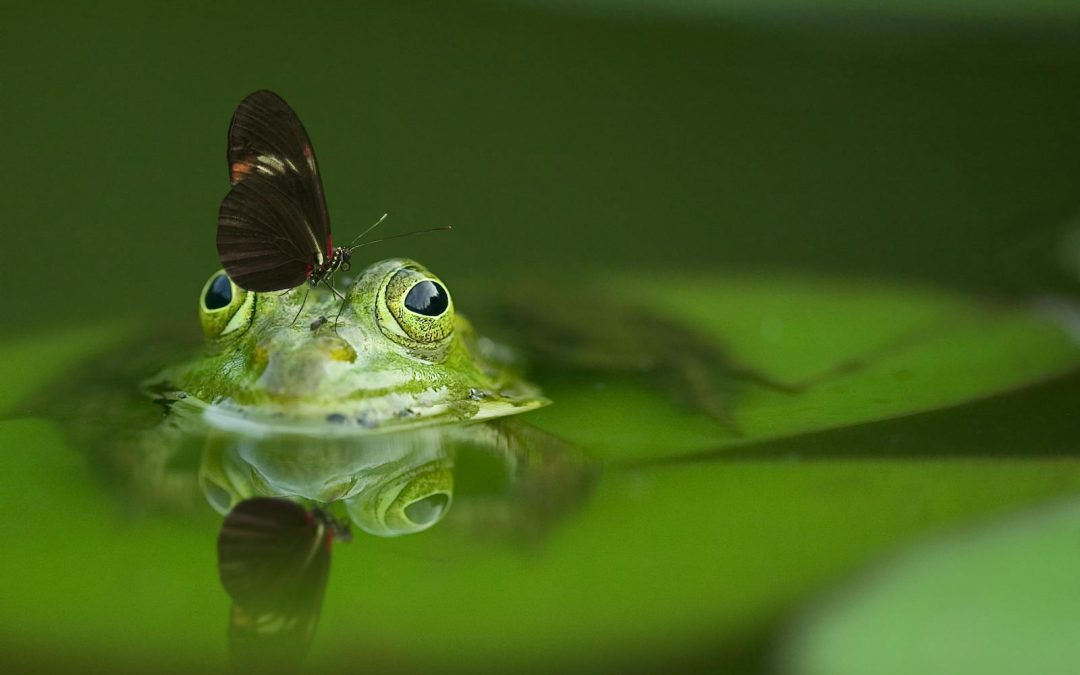 Pour les 0-3 ans : Ulphe et les grenouilles