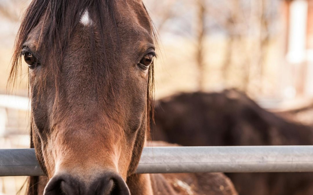 Enfant, cheval et hypersensibilité