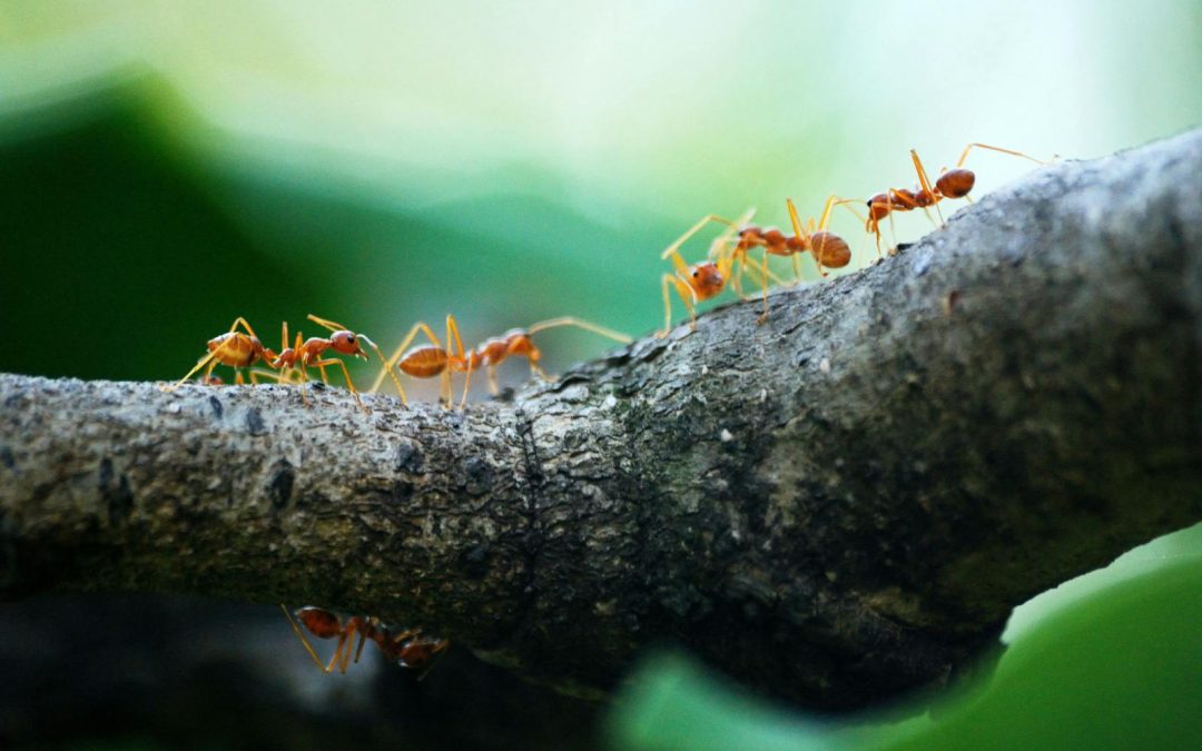 Sortie découverte des insectes : des bêtes pas si bêtes !