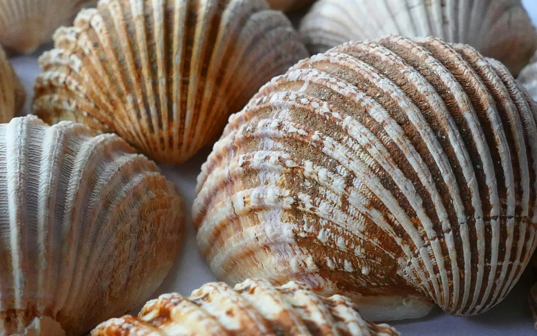 Coquillages et crustacés
