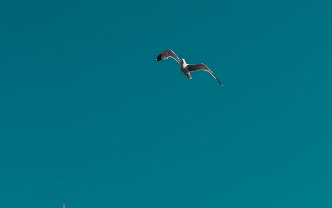 Balade et jeux sur les oiseaux marins