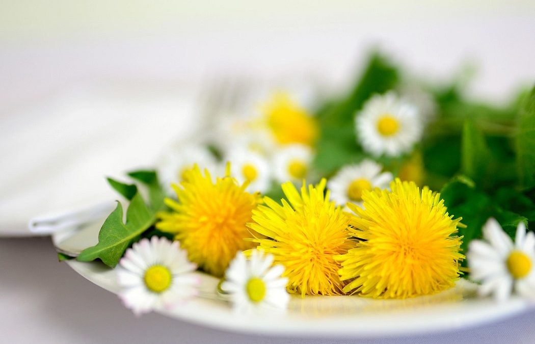 Découverte des plantes comestibles