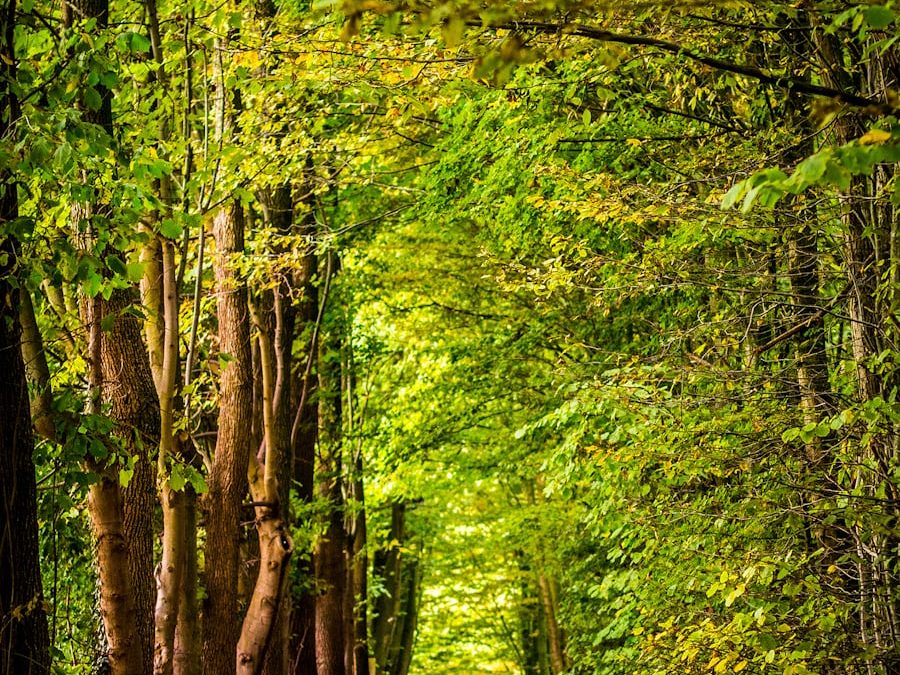 Jeu de piste Art et Nature