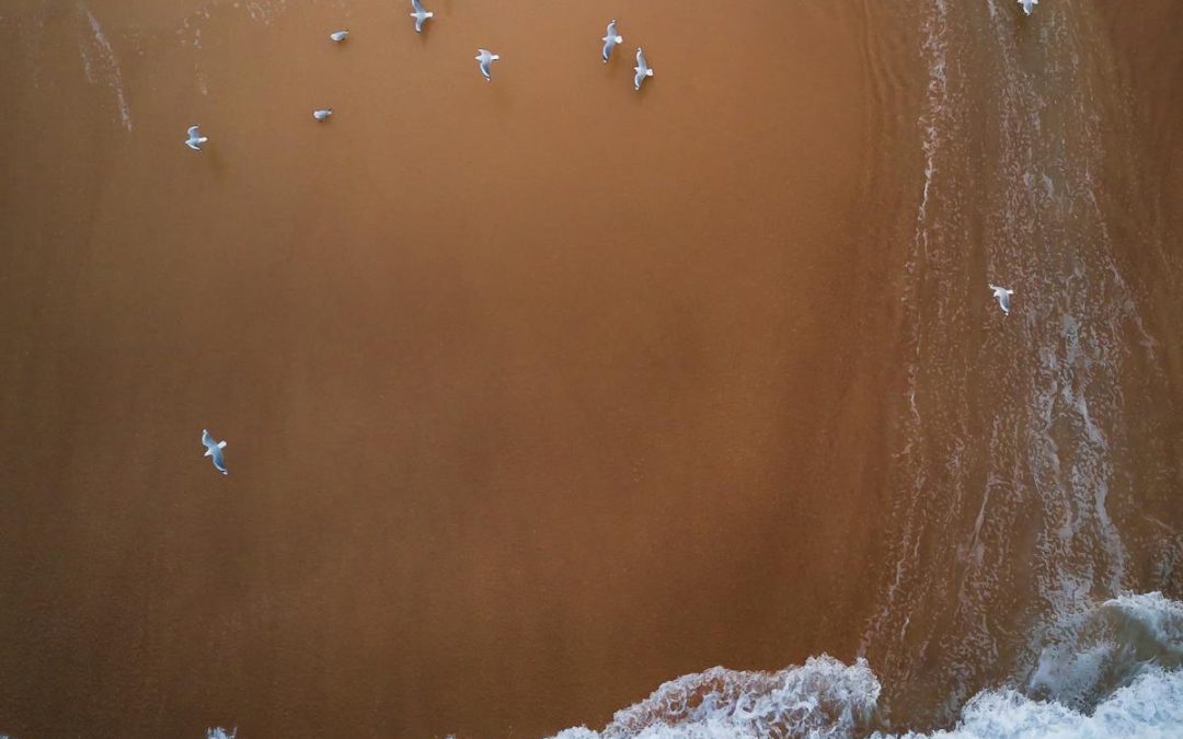 Découverte des oiseaux du littoral