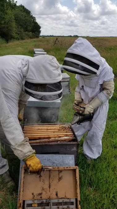Immersion au coeur de la ruche et dégustation gourmande