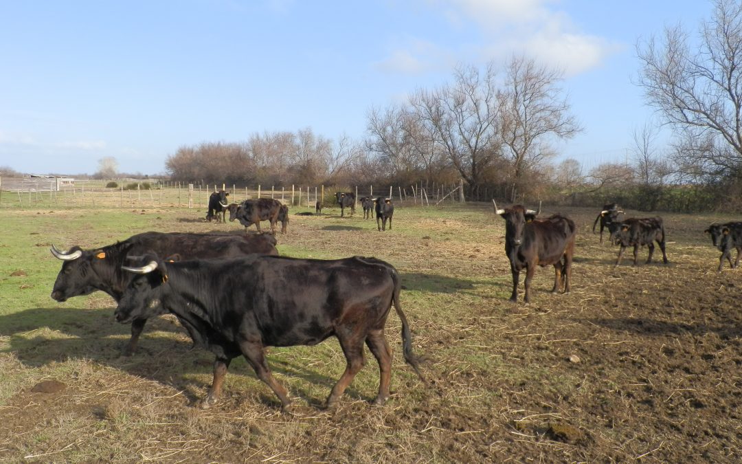 Visite de l ‘élevage de taureau en petite Camargue Gardoise