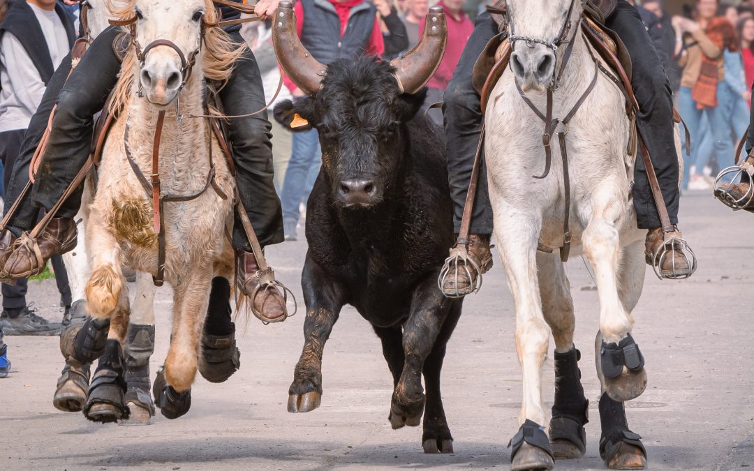BANDIDO APRÈS LA COURSE