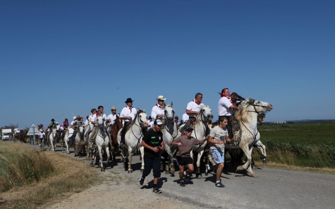 Abrivado des Bernacles : Tradition camarguaise à découvrir