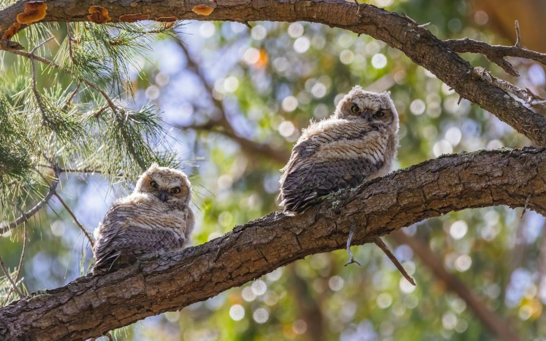 Stage de découverte de la volerie avec Le Parc Sauvage